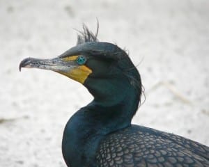 Double-crested Cormorant - close-up