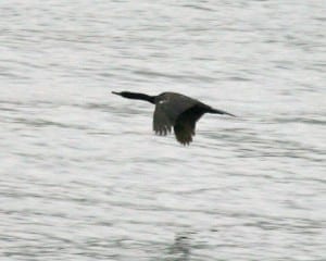 Pelagic Cormorant - in flight