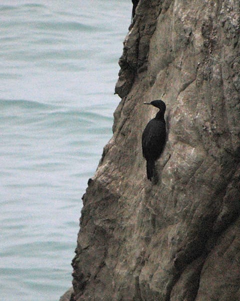 Pelagic Cormorant on rocky ledge