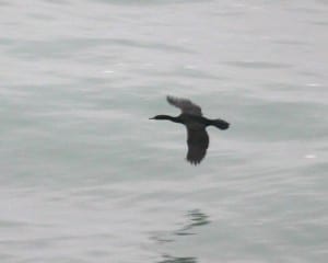 Pelagic Cormorant in flight