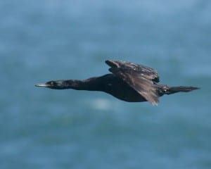 Pelagic Cormorant - in flight