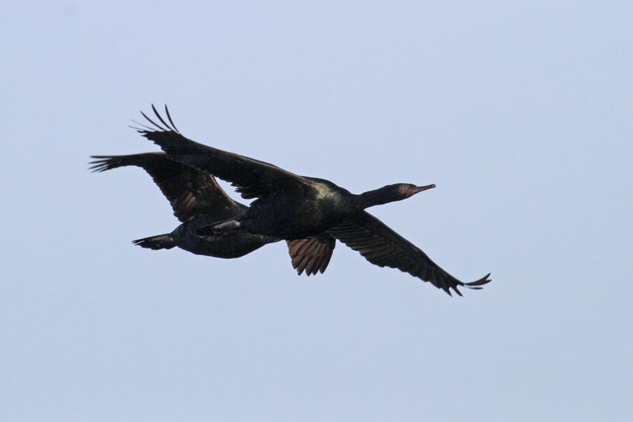 Pelagic Cormorants