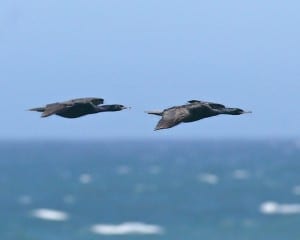 Pelagic Cormorants in flight
