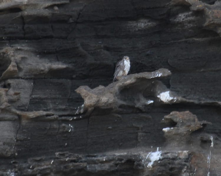 Prairie Falcon roost