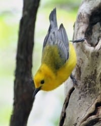 Pronthonotary Warbler - female