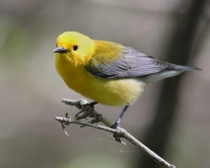 Prothonotary Warbler - female