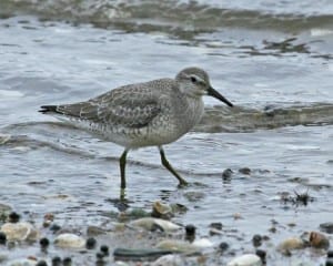 Red Knot - juvenile