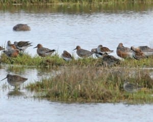 Red Knots in mixed flock