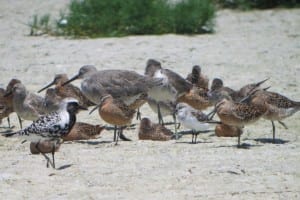 Red Knots in mixed flock