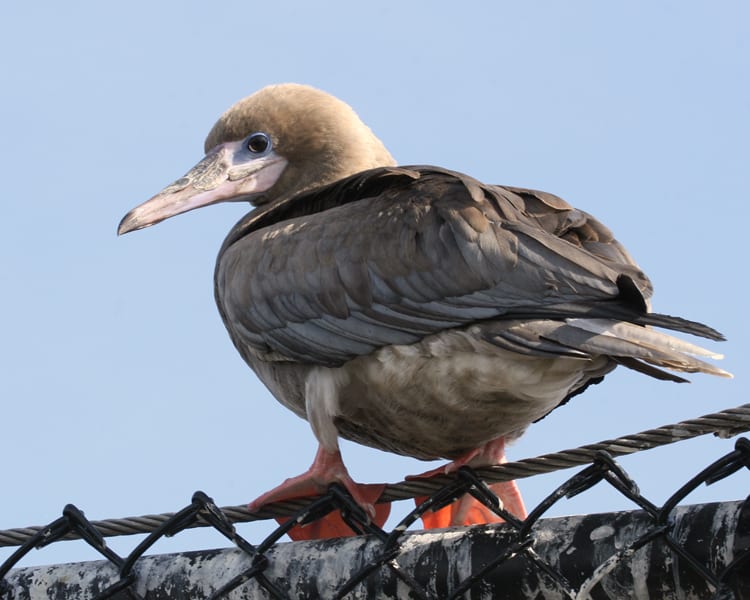 Red-footed Booby - immature