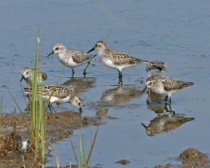Semipalmated Sandpiper - group of five
