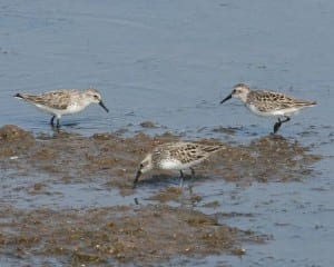 Semipalmated Sandpiper - group of three
