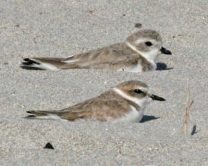 Snowy Plover with Piping Plover - both basic plumage