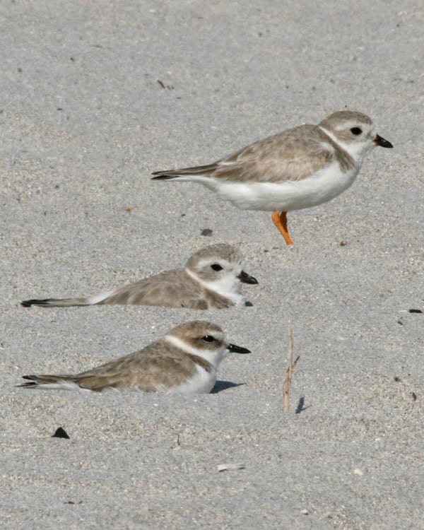 Snowy Plover with Piping Plovers - all basic plumage