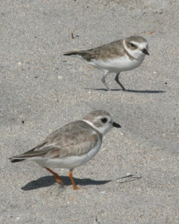Snowy Plover with Piping Plover - both basic plumage