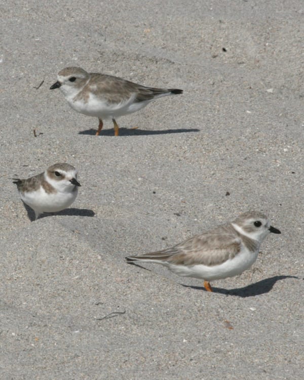 Snowy Plover basic plumage - with Piping Plovers basic plumage