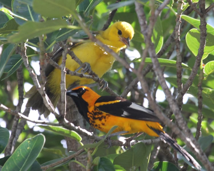 Spot-breasted Oriole - adult with juvenile