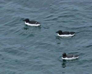 Common Murre and Thick-billed Murres