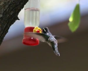 White-eared-Hummingbird