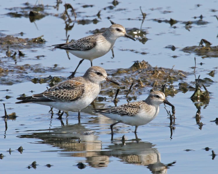 White-rumped Sandpiper - with Semipalmated Sandpipers