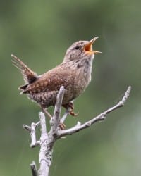 Winter Wren singing