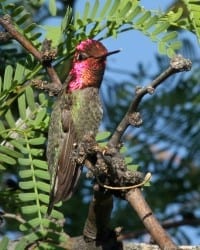 Anna's Hummingbird