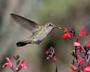 Anna's Hummingbird - juvenile