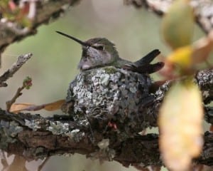 Anna's Hummingbird - female on nest