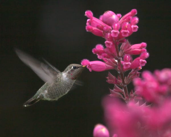 Anna's Hummingbird - subadult male