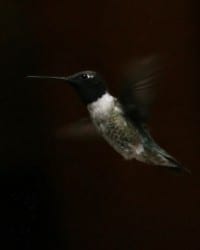 Back-chinned Hummingbird