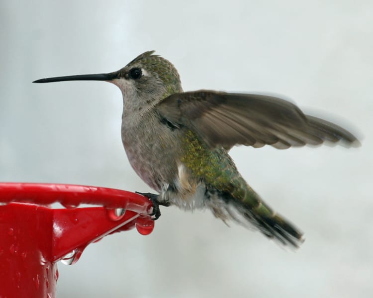 Black-chinned Hummingbird - female