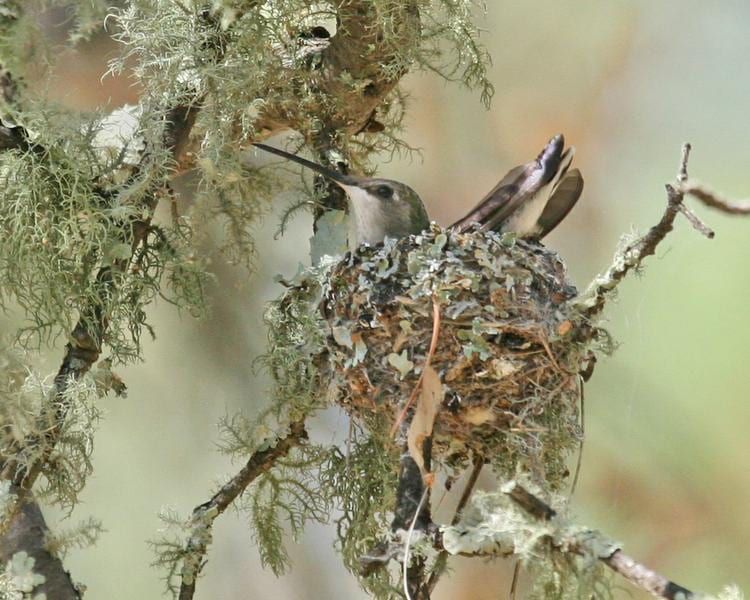 Broad-tailed-Hummingbird - female on nest