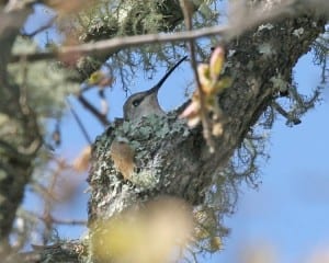 Broad-tailed-Hummingbird - female on nest