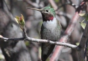Broad-tailed-Hummingbird