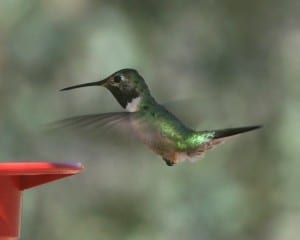 Broad-tailed-Hummingbird
