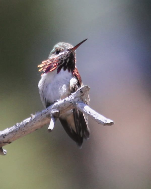 Calliope-Hummingbird