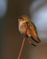 Calliope-Hummingbird - immature male