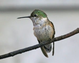Calliope-Hummingbird - immature male