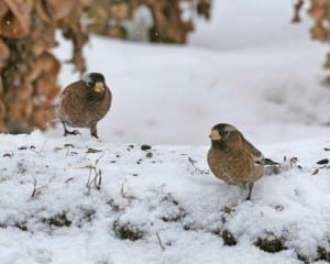 Gray-crowned Rosy-Finches
