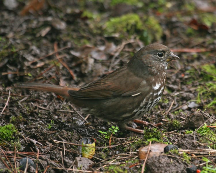 Fox Sparrow - sooty (Pacific) race