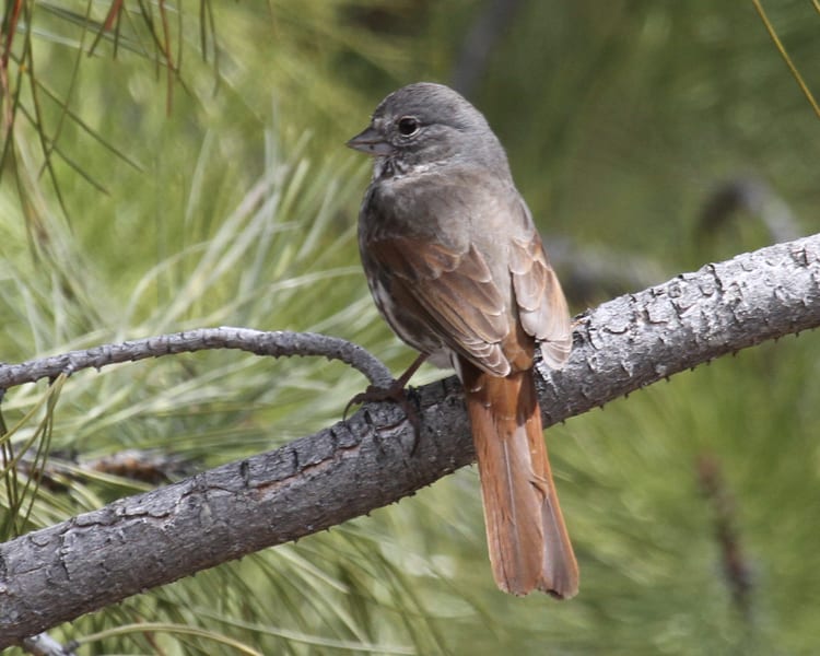 Fox Sparrow - slate-colored (interior west) race