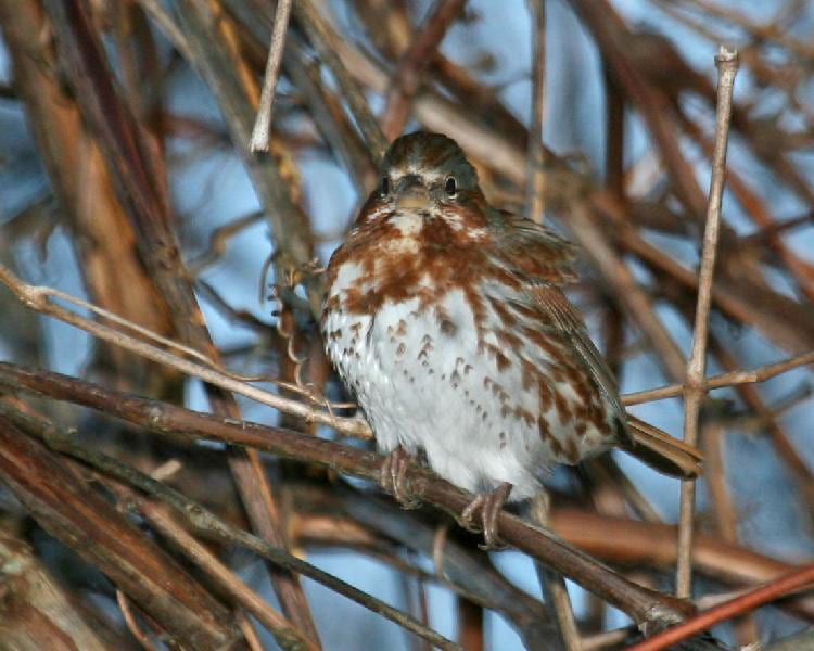 Fox Sparrow - red (Tiaga) race