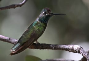 Magnificent-Hummingbird