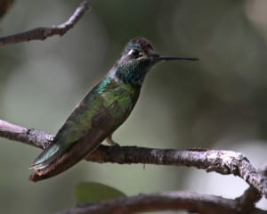 Magnificent-Hummingbird