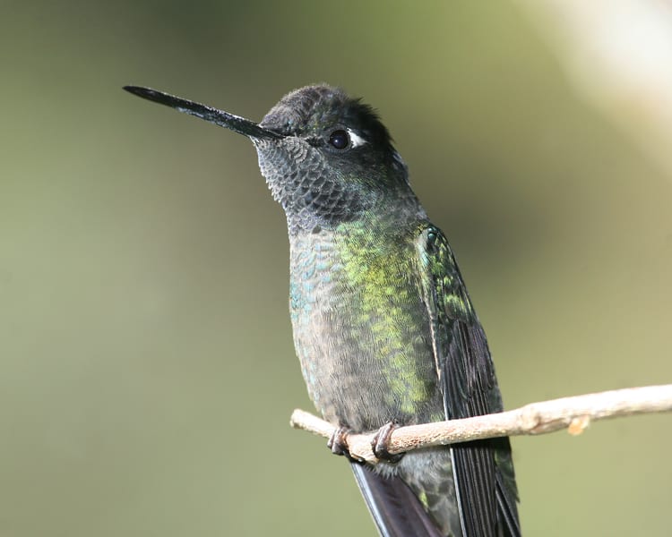 Talamanca Hummingbird - female