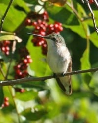 Ruby-throated Hummingbird - juvenile