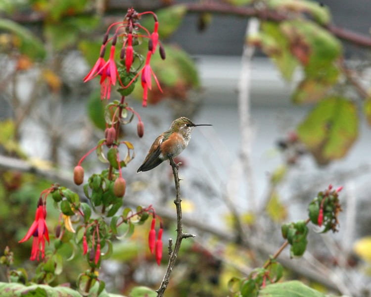 Rufous-Hummingbird - juvenile