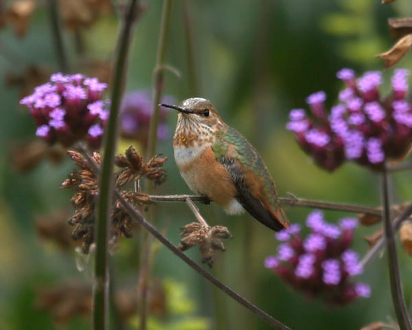Rufous-Hummingbird - female