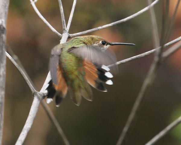 Rufous-Hummingbird - female