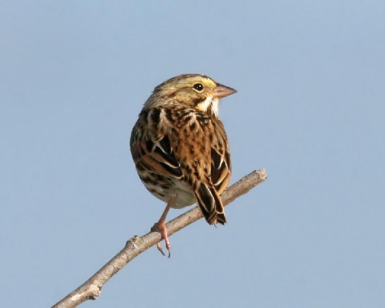 Savannah Sparrow - reddish adult